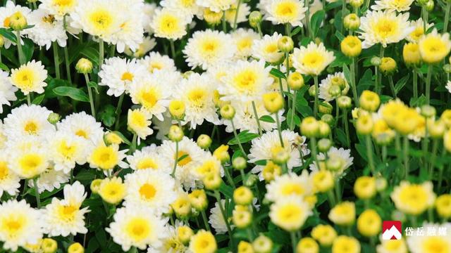 文化中国行丨寒露时节探访范镇：菊花绽放韵味悠长