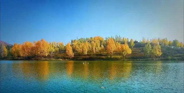 镇平老庄镇：红叶漫山引客来 服务暖心助发展