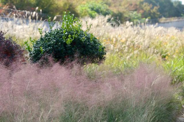 长江边，“飘雪”了！