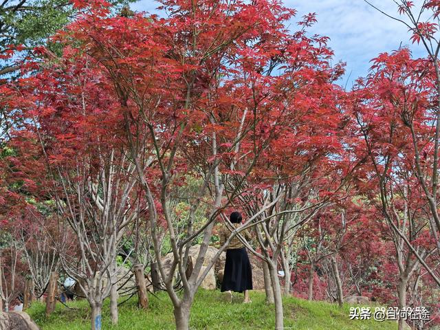 帽峰⼭:山顶有广州最古老岩石，这里红叶，为何在9月就如此红艳？