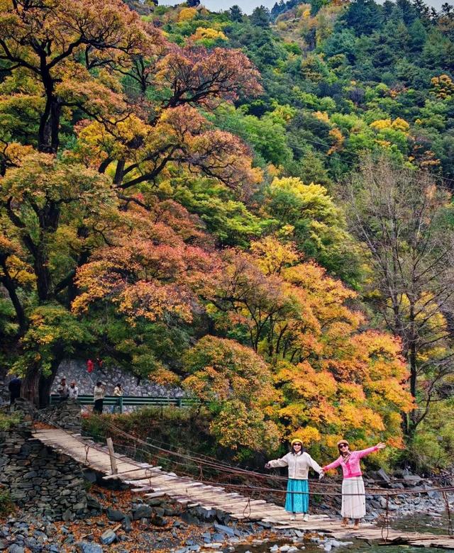 今年理县红叶开挂了！红得惊动天地，美到不可方物