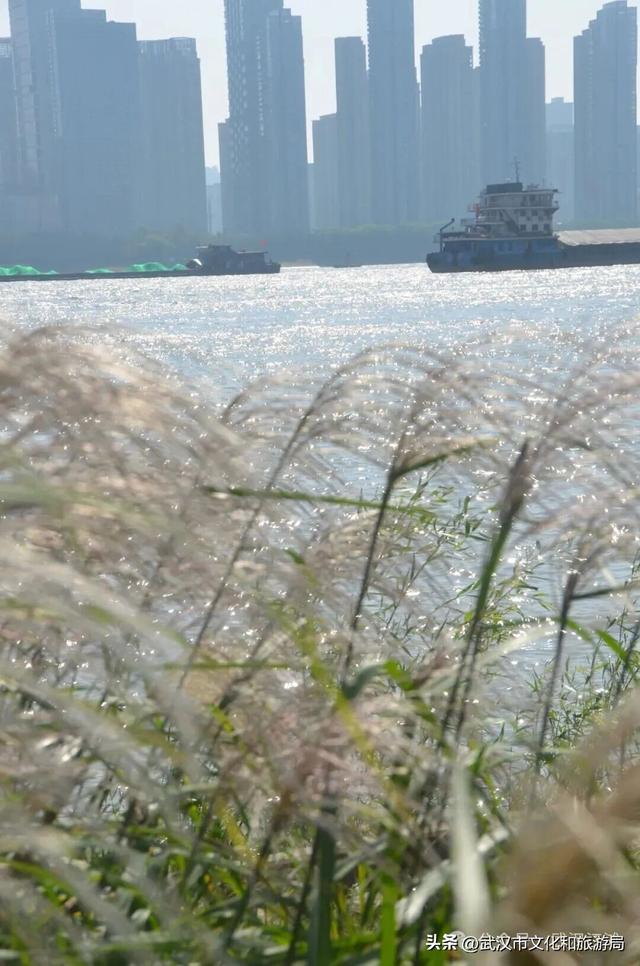 芦花不够看？江滩的银杏已经美疯了！