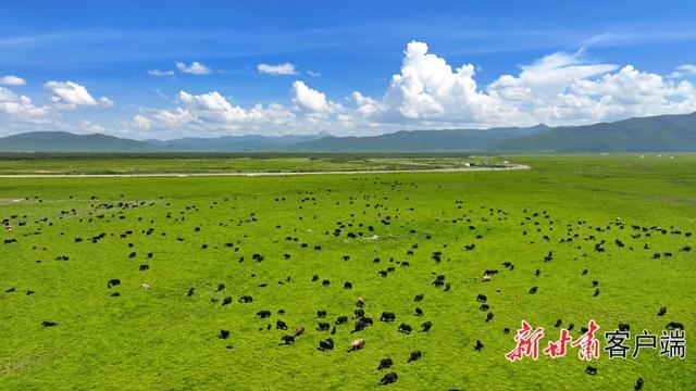 夏日阿万仓：水系成脉 生灵共栖