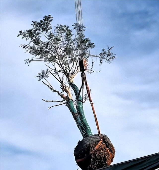 演都不演了！全红婵爸爸用冠军名号赚钱，评论区恶心的一幕出现了