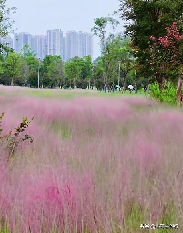 成都粉黛草花开了，景色壮观拍照惊艳，不要门票，地铁公交直达！