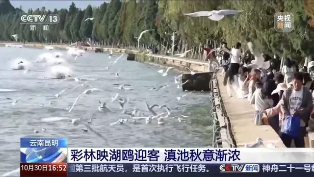 跟着央视三大频道一起赏昆明“限定款”秋色