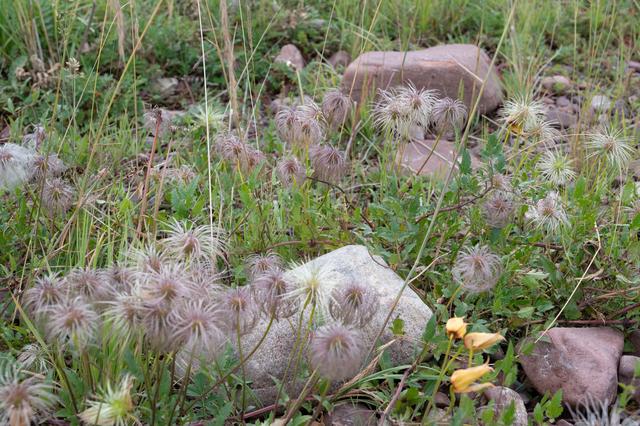 张掖山丹马场——祁连山脚下的大草原