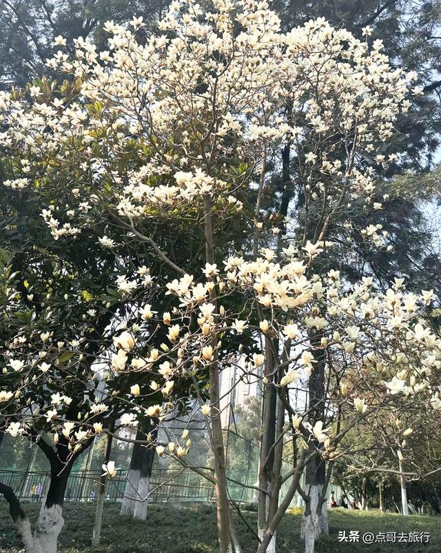 成都市区最美玉兰花开了，寺庙公园惊艳的美，这3处都不要门票！