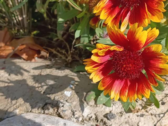 这么好看，不愧是遮阳山的秋天！