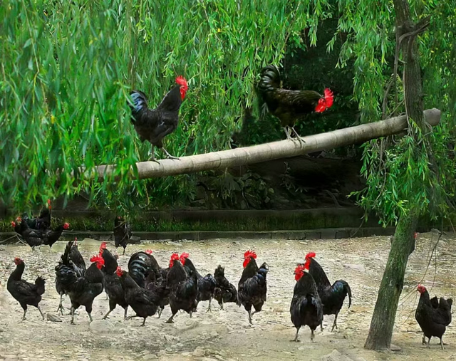 黄山请你免费喝鸡汤啦！| 皖美冬日 | 第十五届安徽国际文化旅游节