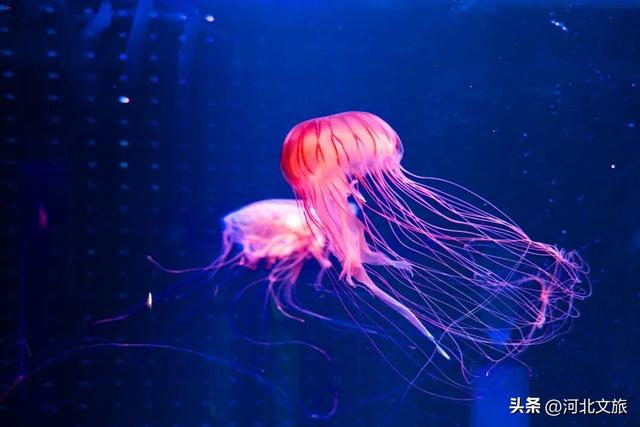 在保定，体验真实版“疯狂动物城”！