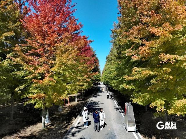 【绿色打卡地】枫染张家楼，秋日正斑斓