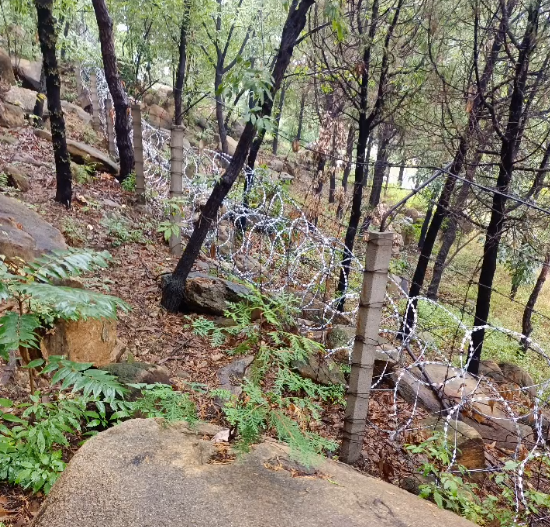 首次发现仅3株，25年云南又发现2株，网友：不稀奇，老家遍地都是