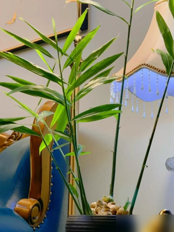 北京一姑娘“把生姜当绿植”养在客厅走红，网友：好美，好高级