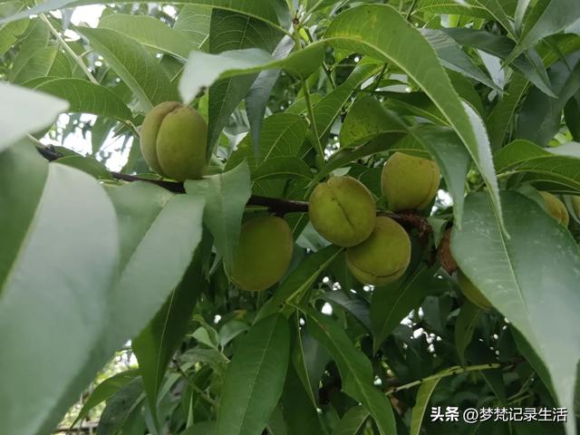 我最近热衷废墟游因为多少总会有收获,加油!我的胜利已近在眼前