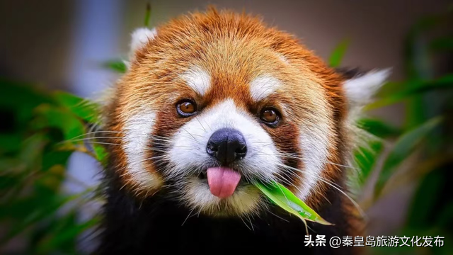 2025年度盘点（旅游篇）：新质生产力赋能全国滨海旅游目的地建设