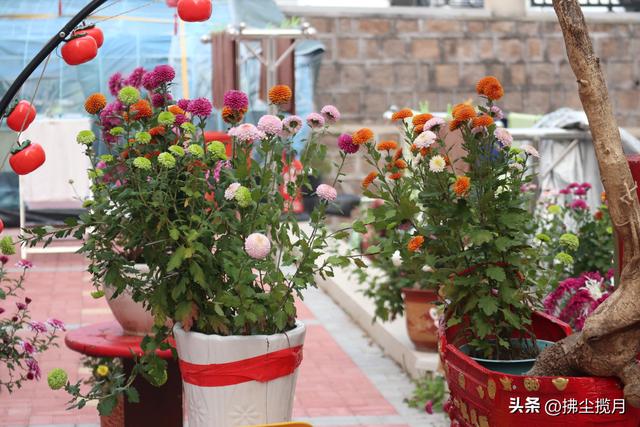 小区里的“菊展”，家门口的美景