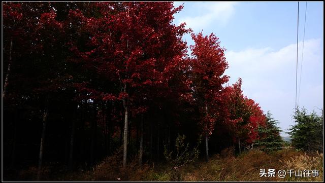 车轮碾过诗与画：枣庄骑行打卡地全攻略（老骑友多年亲测推荐）