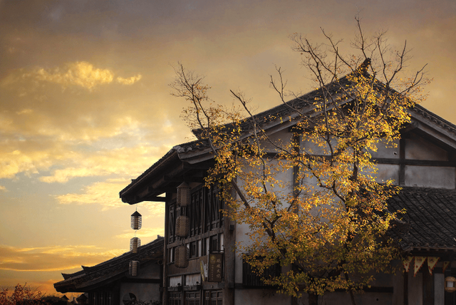 “植愈力”满分！金坛茅山秋冬植物大赏~