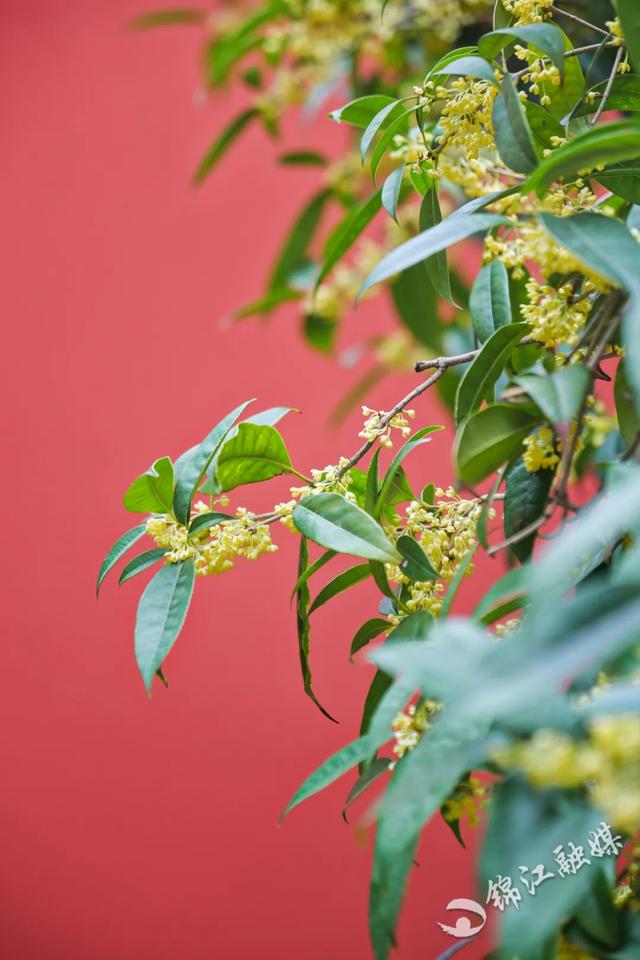 今年的桂花和雨都来得太突然了！好香~~