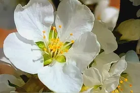 大便一粒一粒跟羊粪蛋似的，有时候还带点血？我是不是得癌症了？图片