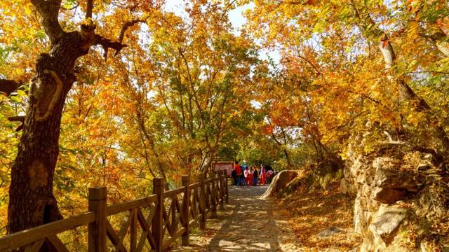 低头捡个秋！我收藏了整个烟台的秋天