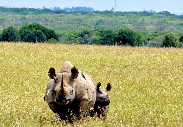 春节旅行卷向非洲！9天假期去肯尼亚看动物，成体验派游客新宠