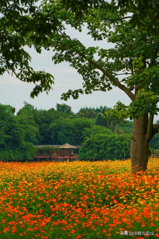 海珠湖公园秋日浪漫盛景