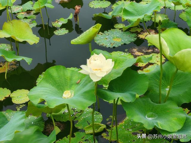 怀念姑苏城春有杏、夏有荷、秋有桂、冬有梅，而非夏冬“无缝接”