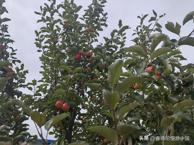 寻找谷力脑包