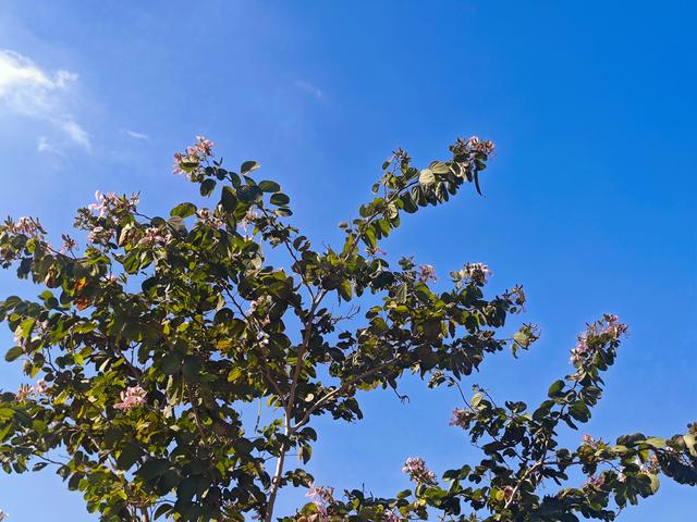 塘朗山郊野公园[绿平二路入口]骑行爬坡好地方