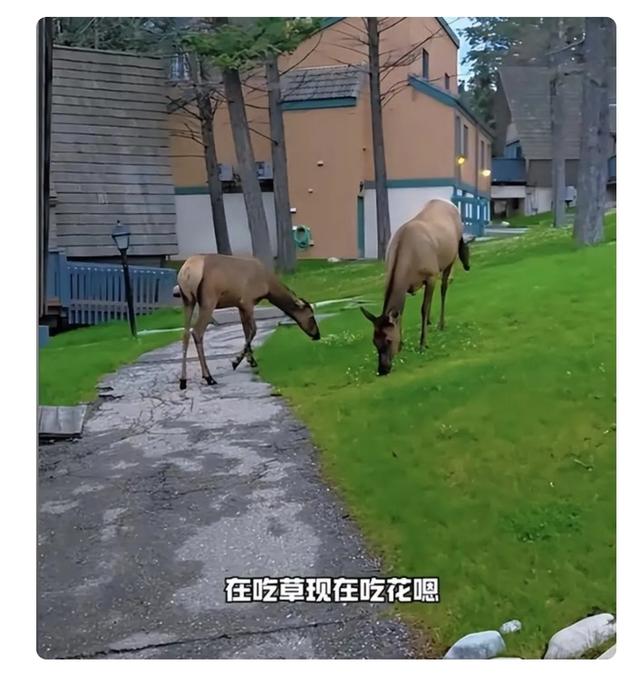 闯祸了！央视主持人出国旅游，携妻女高调炫海外生活，被网友骂惨