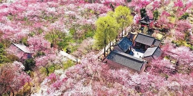 家乡美景唐韵樱花园