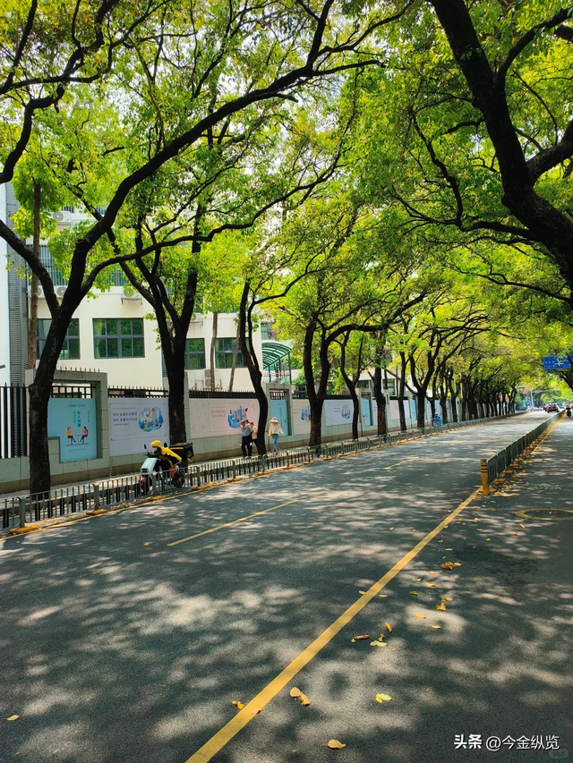 深圳这路承载几代人悲欢！2.3公里藏半生，老蛇口人为何念念不忘