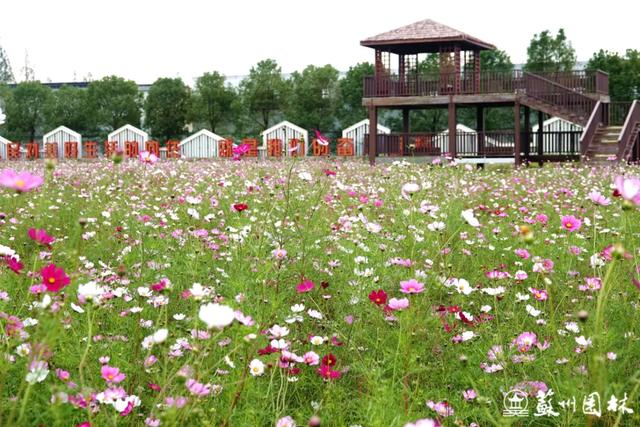21处绚烂花海！苏州“晚秋花海”赏花地图出炉