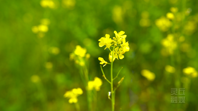 灵丘县柳科乡荞麦川村：油菜花盛开 赏花正当时