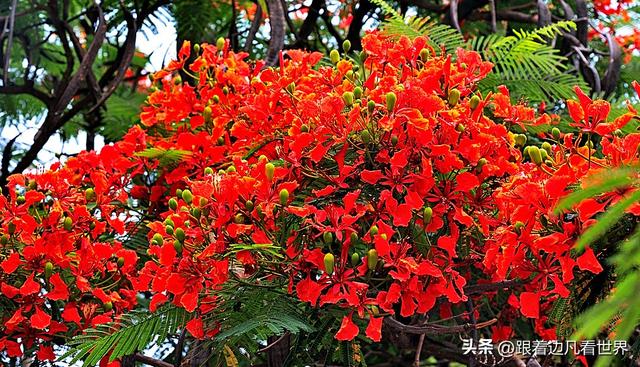 云南易门绿汁镇：凤凰花与旧时光的邂逅