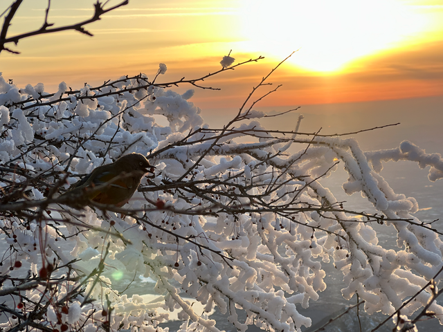 雪后泰山恢复开放 琉璃仙境引客来