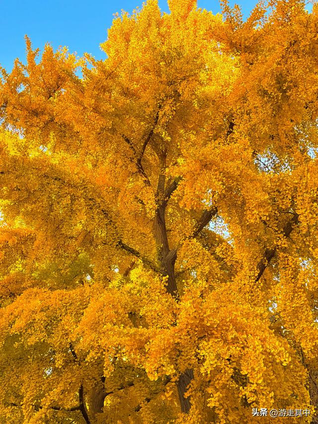 11月9日实拍！没人说地坛红叶这么好看啊…