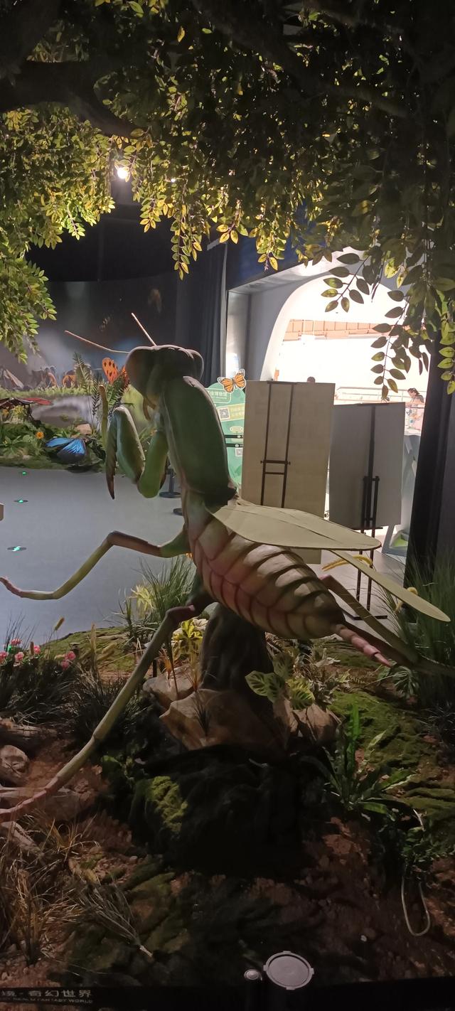 西安长安云昆虫展你来了吗
