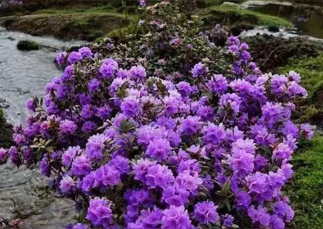 杜鹃花开成海，藏南真正的春天在何时？