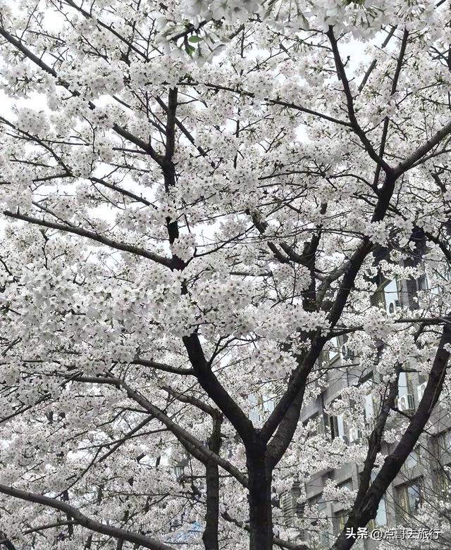 成都都江堰最美樱花开了，粉白绚烂，美得惊心动魄，不要门票！