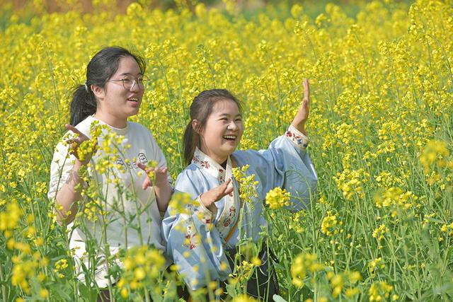 “冬日花海”引客来 万峰林景区6000多亩油菜花渐次开放