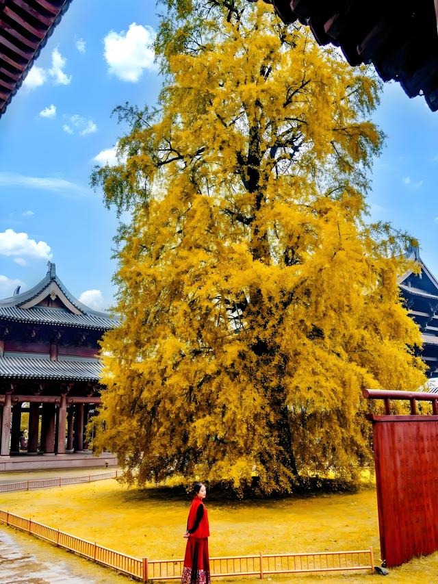 留着打卡！寺庙与千年古杏更配，每一张都是大片！
