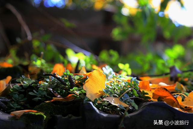 杭州冬日徒步，从古村到茶园，银杏金黄枫树染红，感受山野之乐