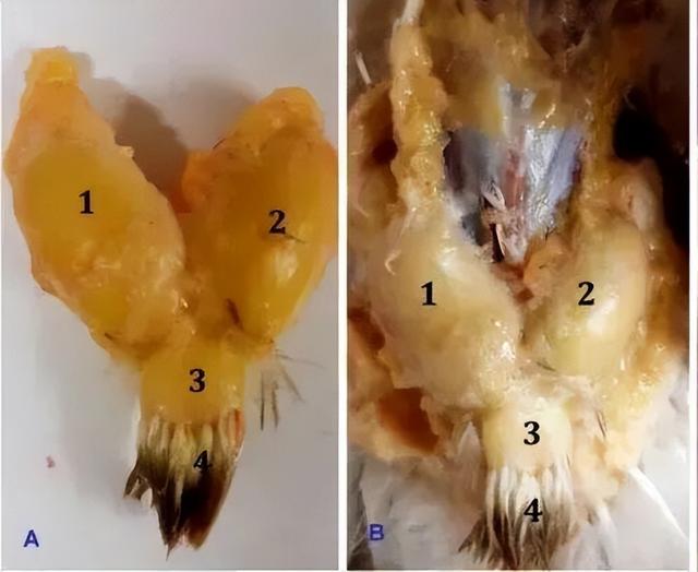 真的想问：下雨天的时候，鸟都在干什么呢？