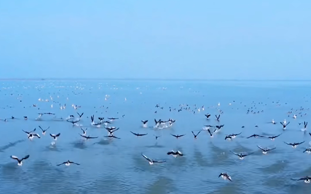 从“退垸还湖”到“观鸟天堂” 探秘汈汊湖的生态新生