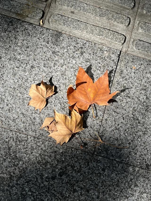 秋日限定｜“落叶不扫”模式开启，44条景观道观赏指南请收藏！