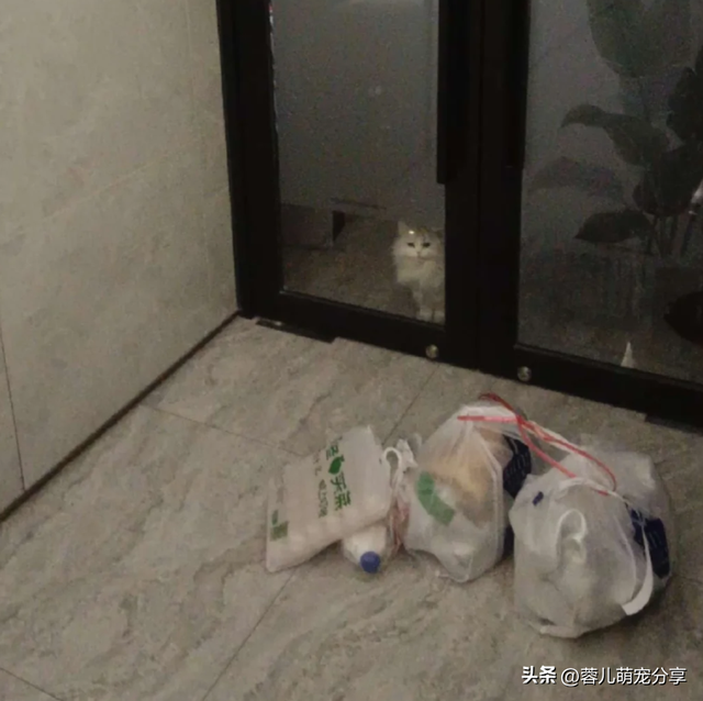 外卖员发照片说家人已签收，哈哈，外卖已被小猫签收！