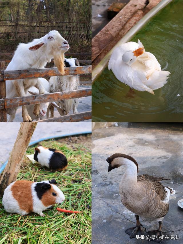 成都周边的“新西兰”牧场，看奶牛、喂萌宠、吃烧烤，被自然治愈